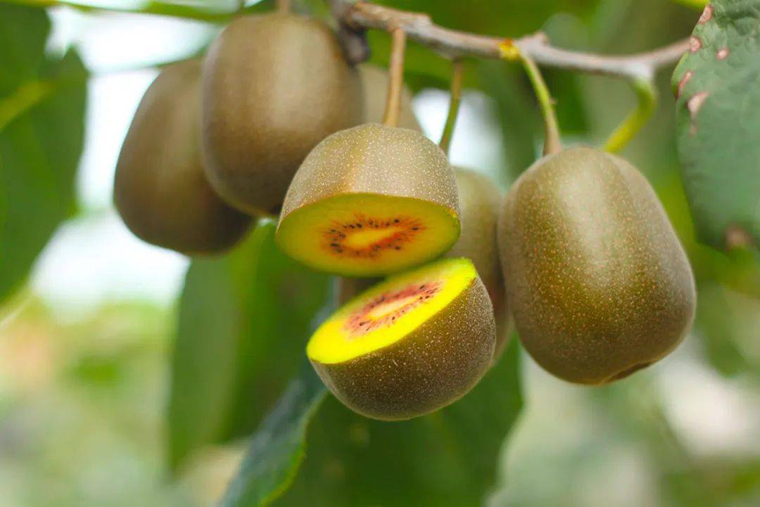 又到丰收季!遵义这里的5000亩猕猴桃挂满了枝头