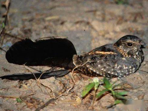旗翅夜鹰,四只翅膀,体长20-23厘米,羽色呈灰褐色,嘴短口大,鼻子管状
