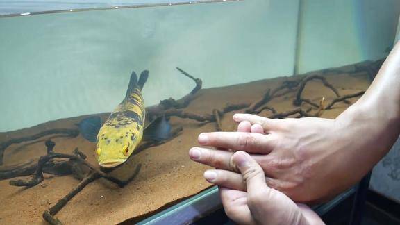 雷龙鱼互动性虽然好但没事不要挑逗他小心给你咬出血