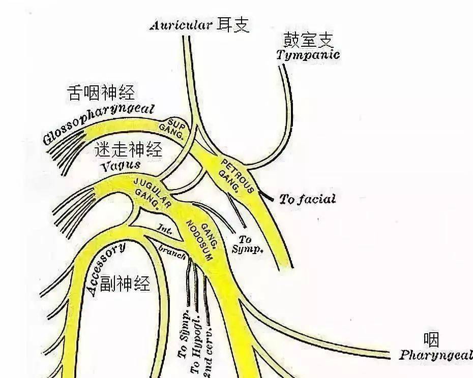 副神经解剖及功能图文并茂
