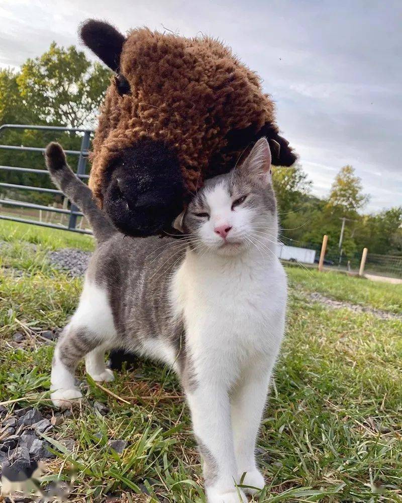第一次见到猫和羊的组合也太有爱了吧
