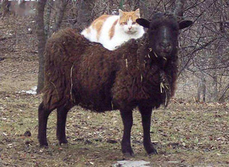 猫和羊的组合,也太有爱了吧!