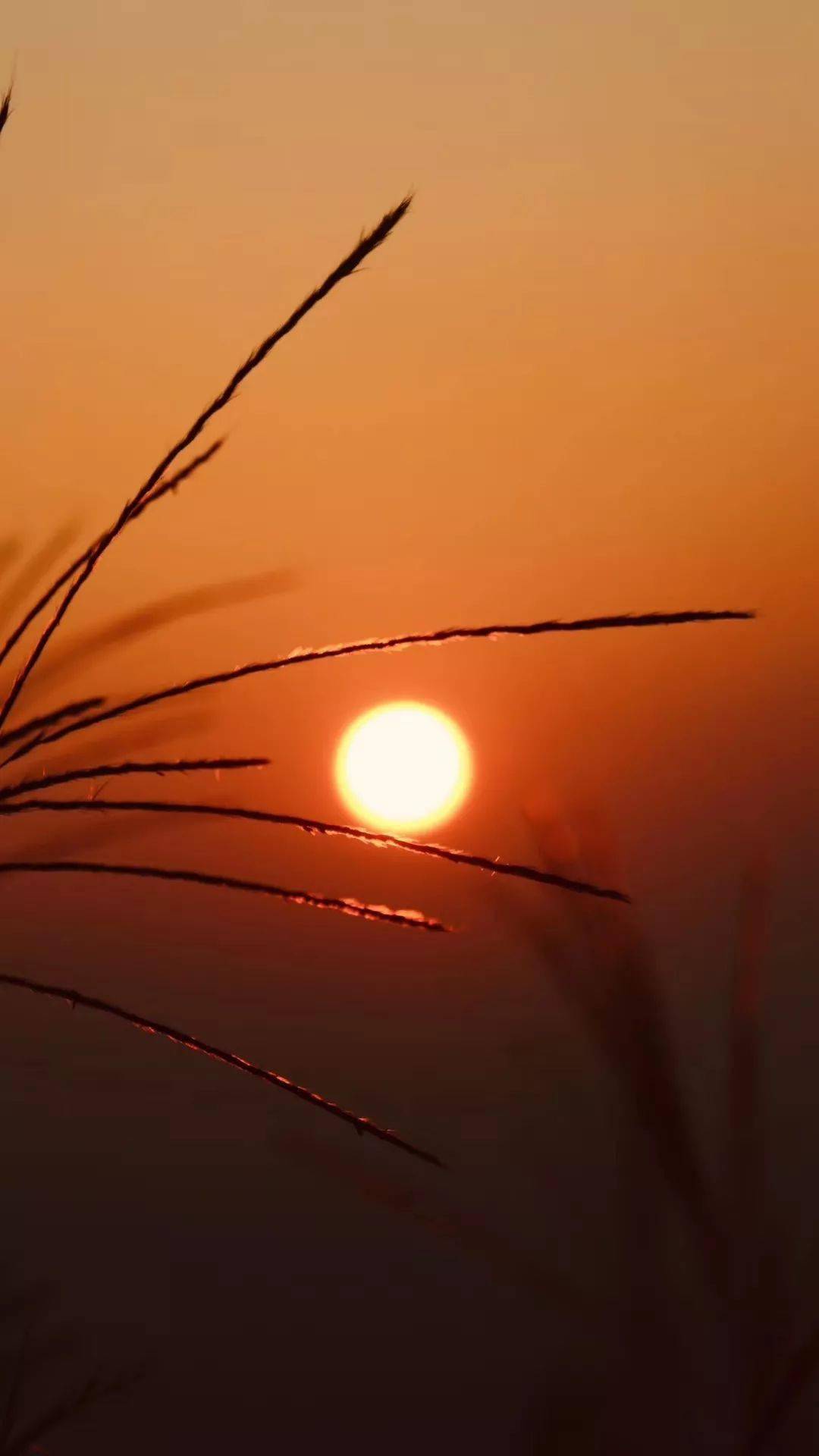 入帘便是一缕晨光,满眼秋意在清晨醒来时去看一场美轮美奂的日落不如
