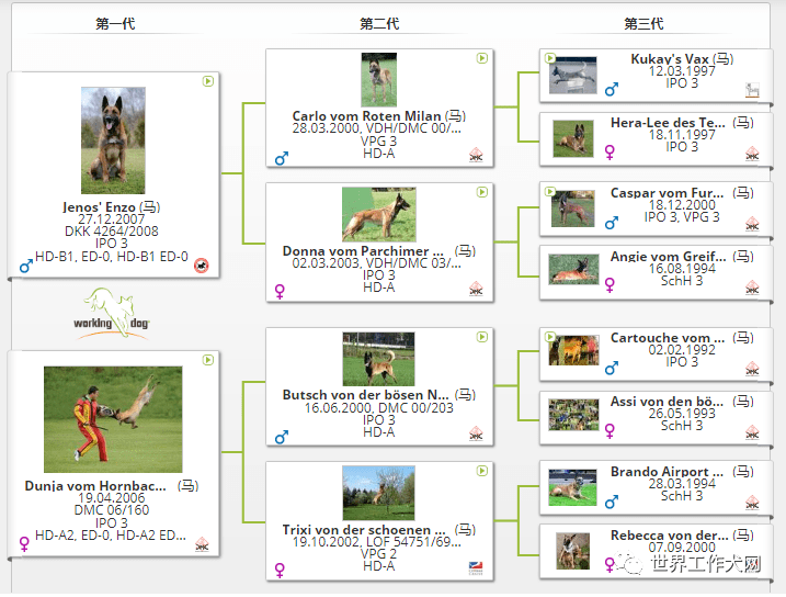 豹威霍华德齐名的德国当红种公阿尔坎