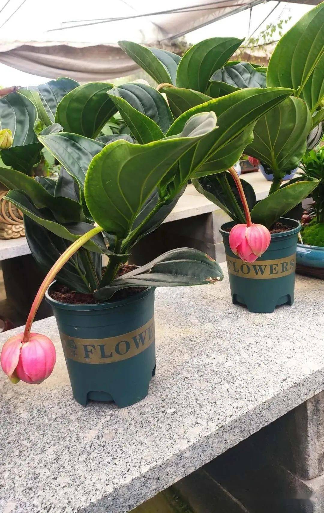 双节同庆,绿森林园艺大量到货!