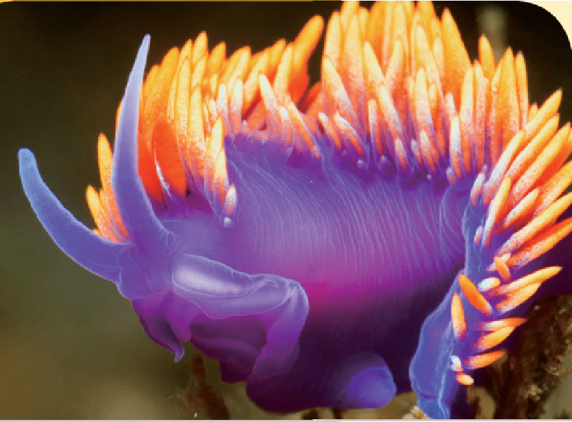 有一类海蛞蝓被称为"裸鳃类",它们原有的鳃消失了