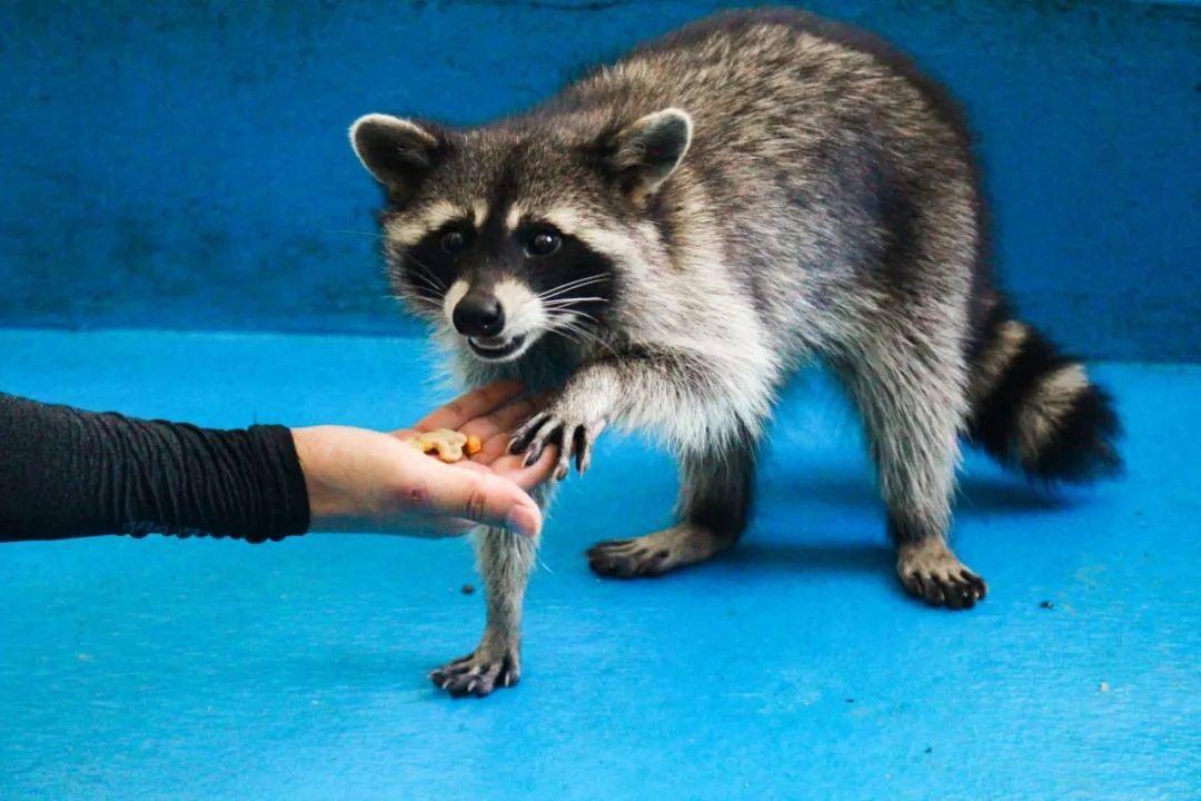 遂溪首家超爽沉浸式萌宠乐园惊现螺岗小镇!还有花式杂技