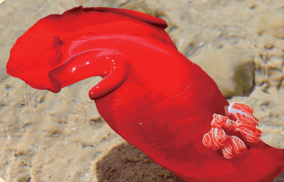 6海兔不是兔海兔是一种体形较大的海蛞蝓.