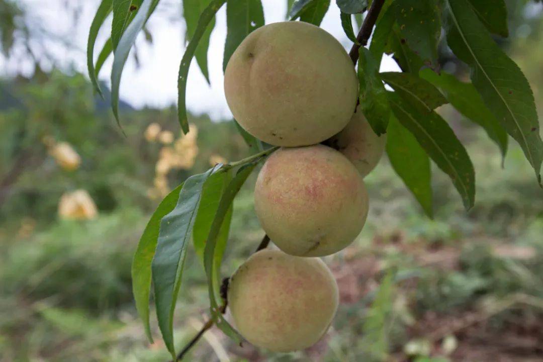 丰都高山九月桃成熟采摘正当时
