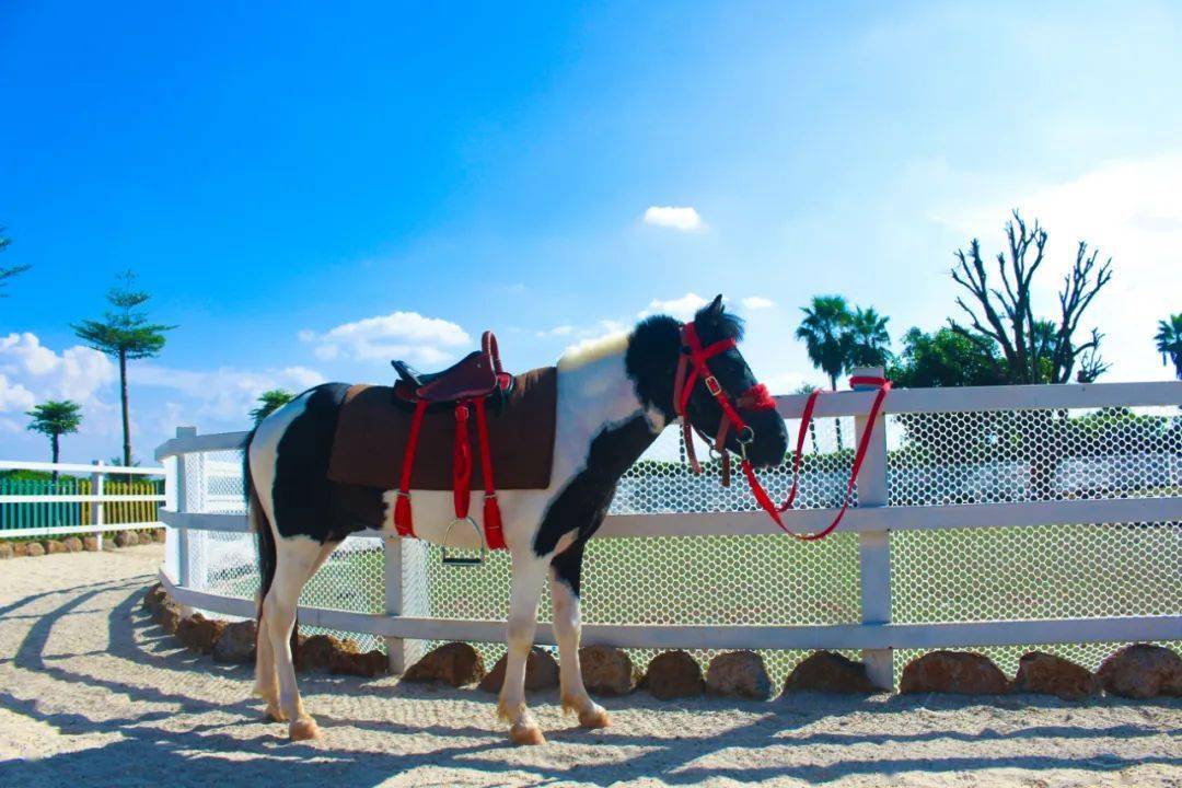 高能预警遂溪首家超爽沉浸式萌宠乐园惊现螺岗小镇还有花式杂技