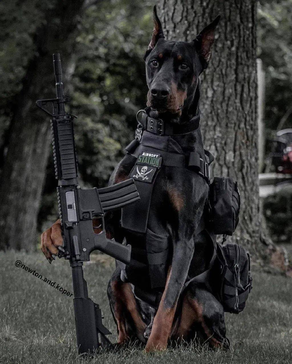 这种猛犬有"黑煞"之称,不怕野猪不怕豹,但对主人十分温柔_手机搜狐网