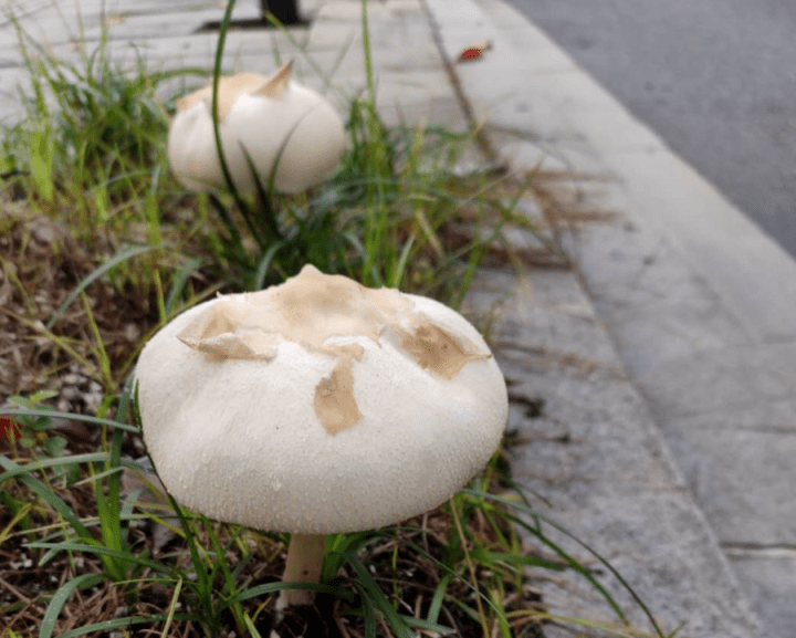 宁波人这种又白又大的蘑菇千万别吃专家有剧毒宁波已有母子双双中毒