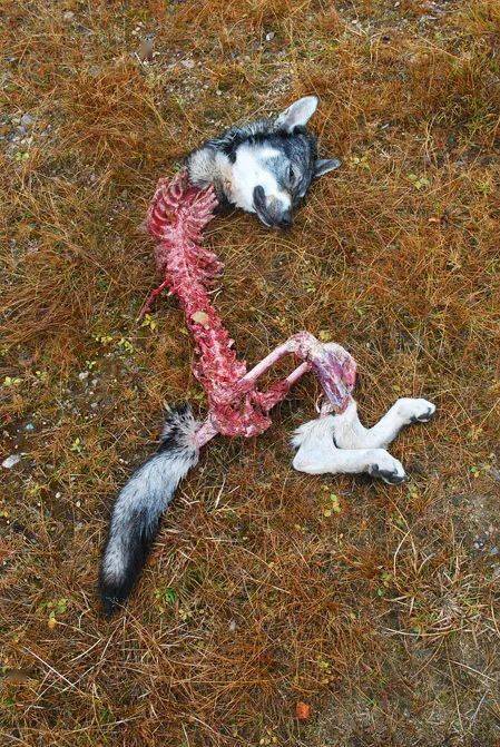 被狼吃掉身体的狗.返回搜狐,查看更多