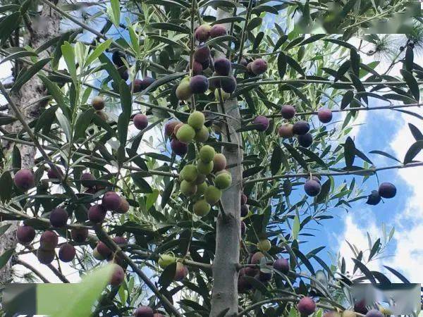 攀枝花人有机会食用本地产橄榄油啦!