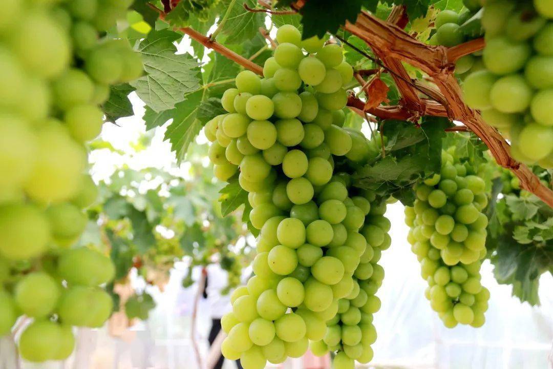 临洮大寨子的葡萄熟了欢乐采摘约起来