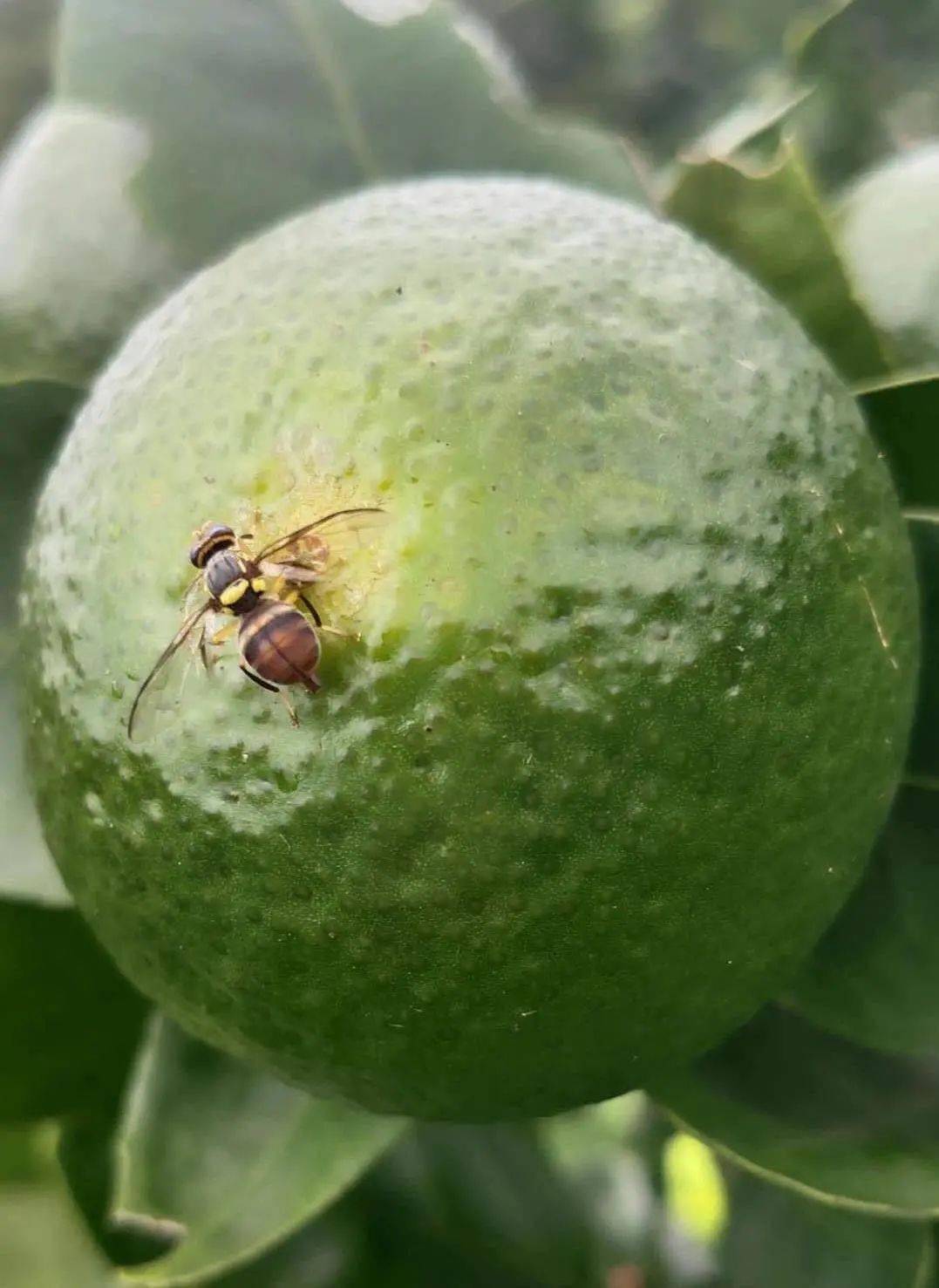 柑橘小实蝇太可恶了打药没效果用什么防治方法好呢