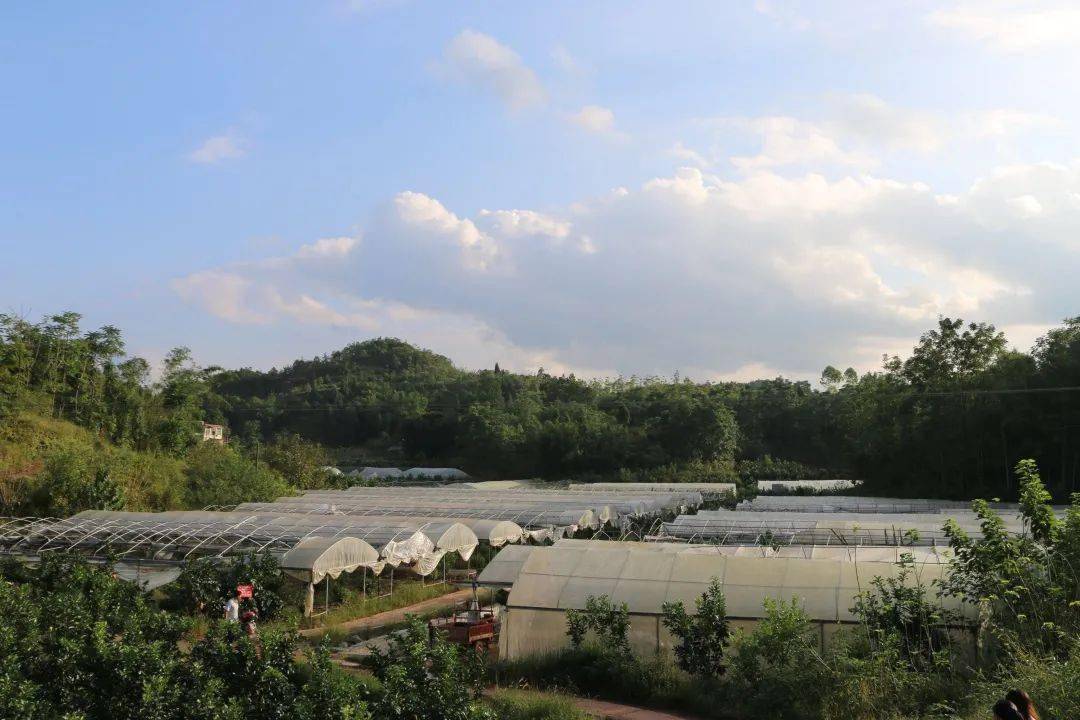 沙河三红蜜柚挡不住的柚惑