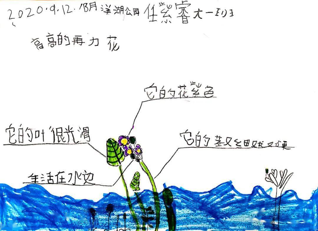 三等奖:任紫睿《高高的再力花》三等奖:黄梓萌《柳树》低年级组一等奖