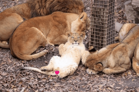 动物园的狮子正在睡觉,细看后被萌翻,怎么这么可爱呀?