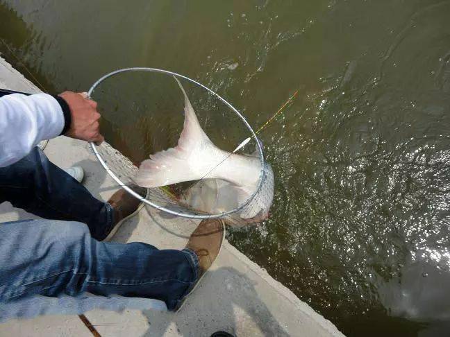 钓获一条硕大的花鲢鱼,身体浑圆,鱼尾好似扇面