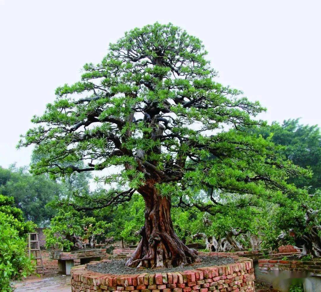 328万成交这棵罗汉松是怎么做到的