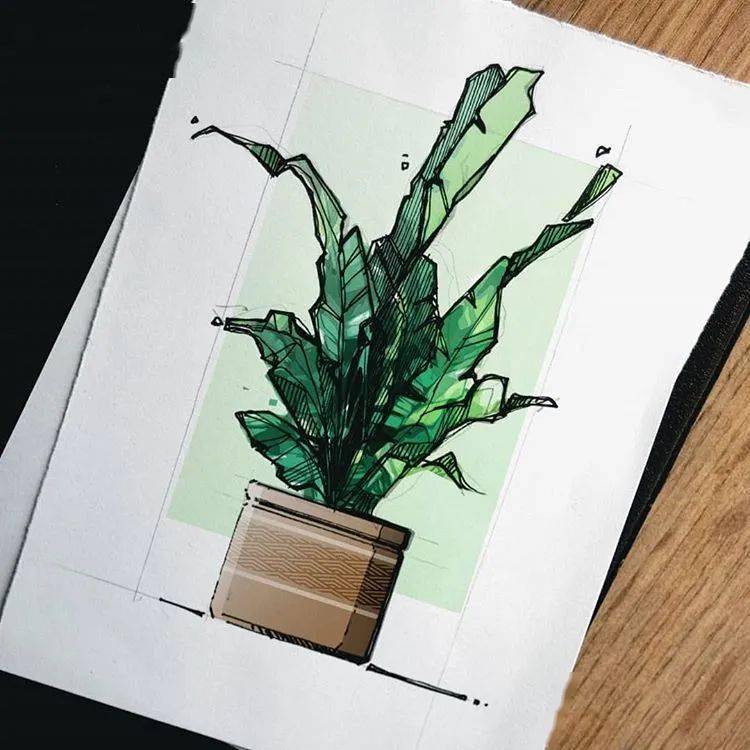 室内植物表现技巧!_云线