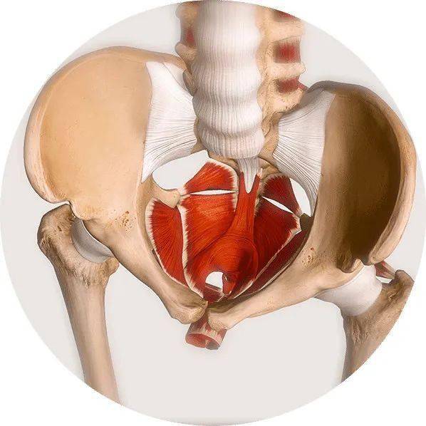 摸摸你的骨盆,而封閉骨盆下方的全部軟組織(肌肉,神經,韌帶,筋膜)統稱