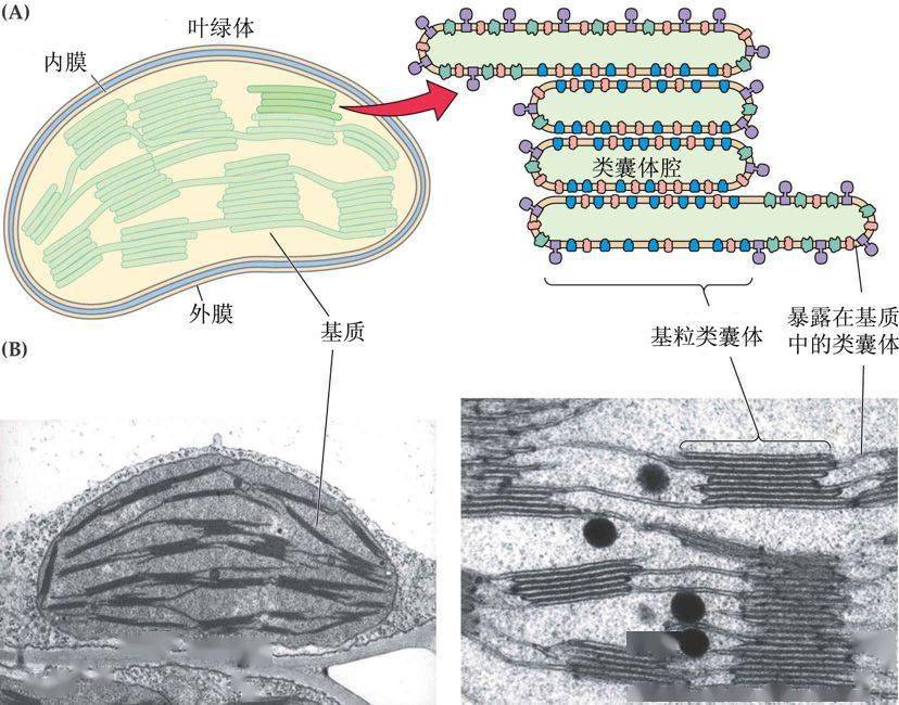 植物细胞亚显微结构图真菌细胞模式图细胞分级分离图解叶绿体超微结构