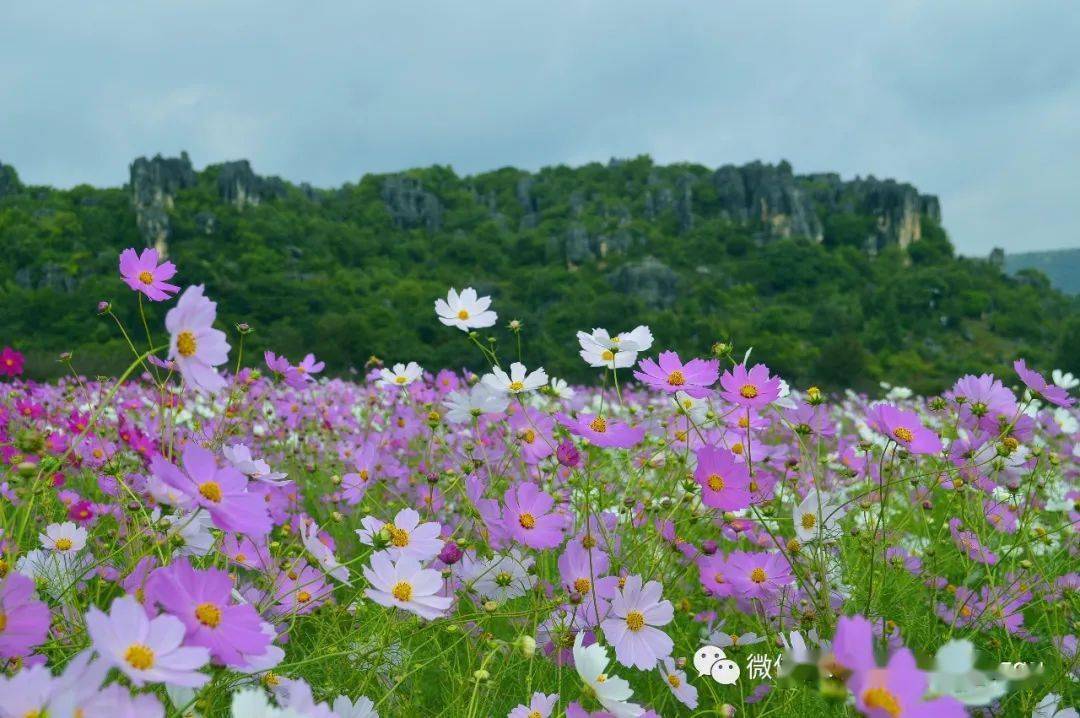 乃古石林的花颜巧遇_花海