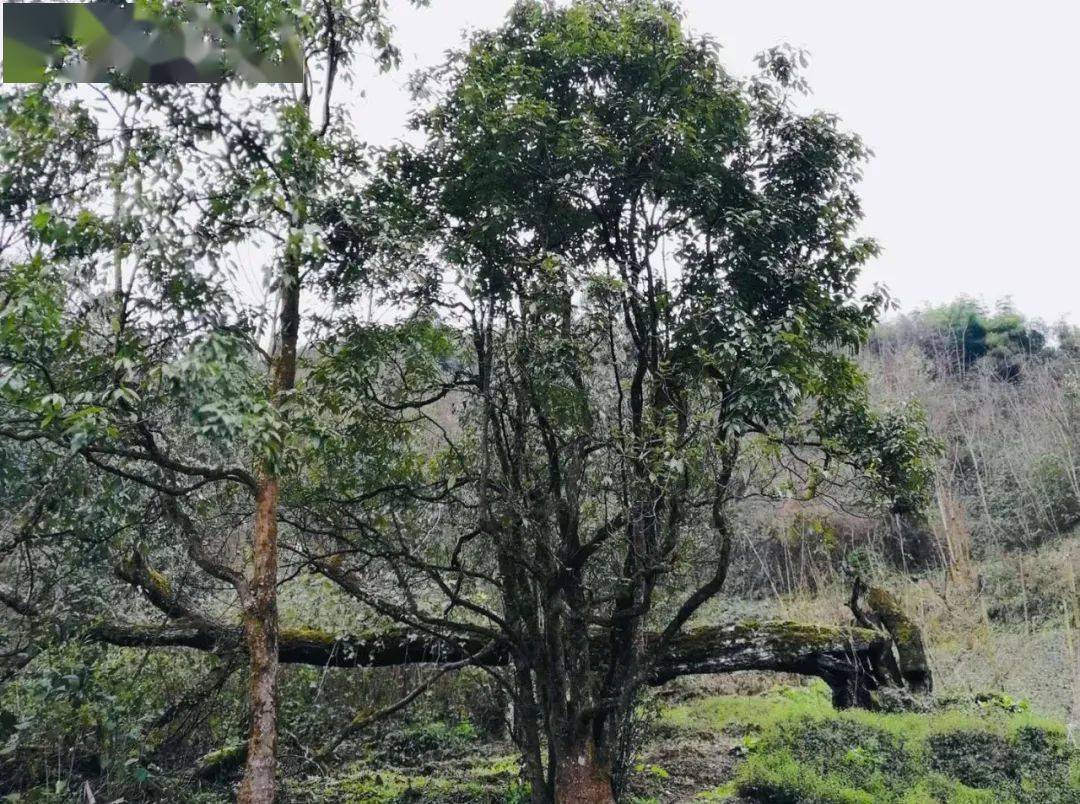 百年老红白茶树长在顶峰的高山杜鹃最喜欢的地方,是一醒来就可以闻到
