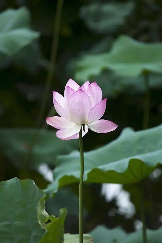 花開無語,芳華爍爍;花落無言,餘香陣陣.