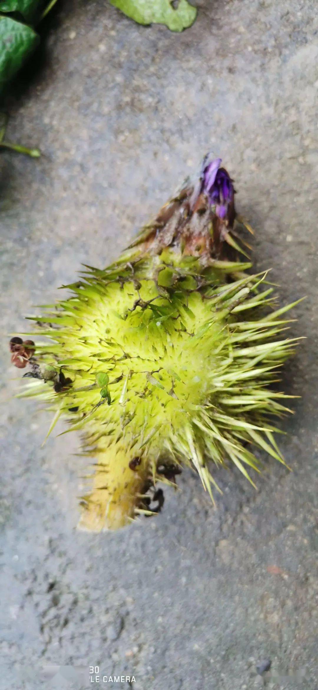 汈汊湖的几碗寻常野味_鸡头