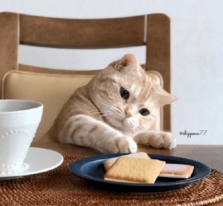 嘿!网红小猫咪靠吃货表情包坐拥十几万粉丝