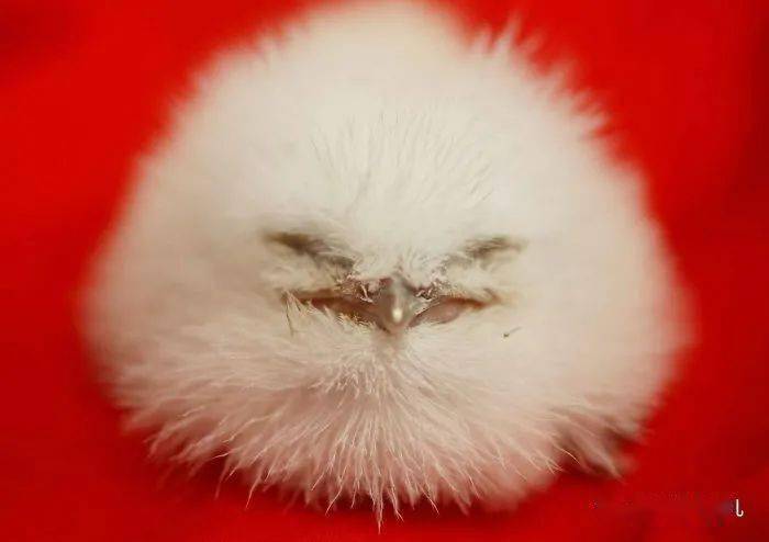 从软萌糯米糍一路长成沙雕表情包这个鸟到底经历了什么