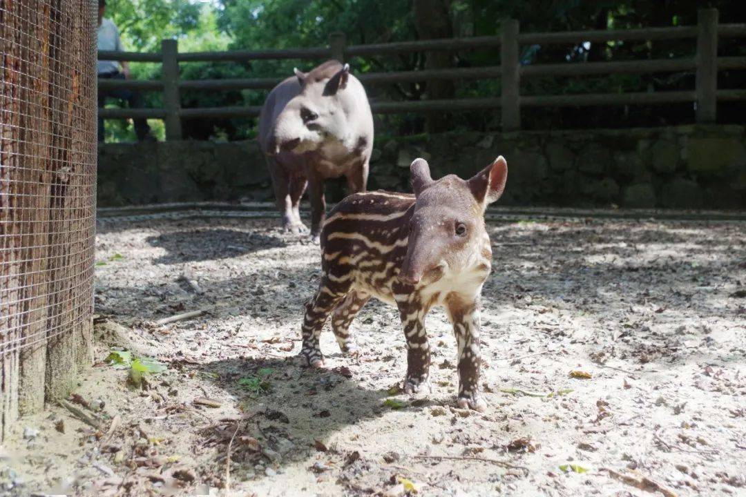 小貘宝宝满月满身斑纹三个月就褪要看抓紧