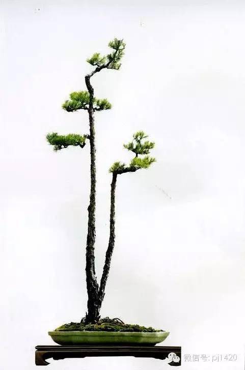 文人盆景风骨神韵妙不可言