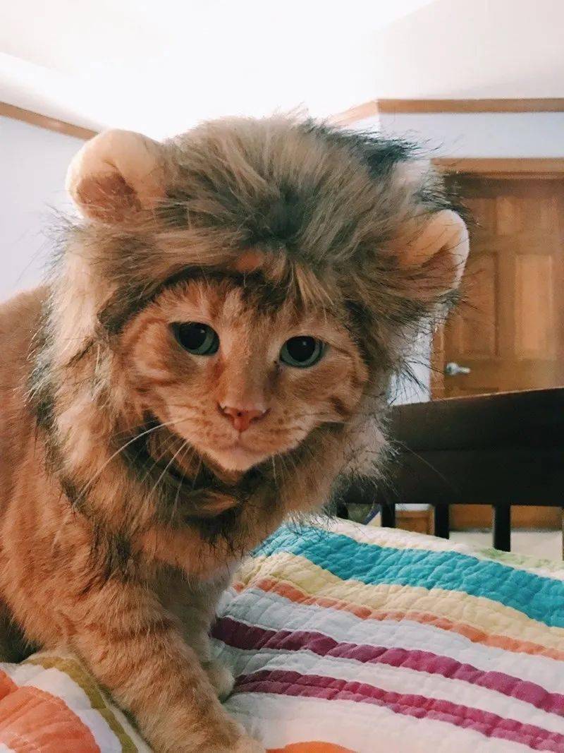 头戴狮子鬃毛的可爱猫咪们