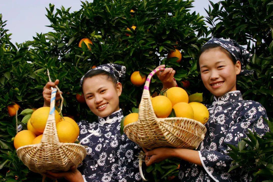 看三百山美景,摘正宗安远脐橙,一起打卡最美安远._东江