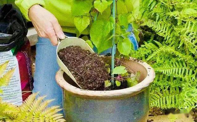 秋季有花友这样给花施肥花不死才怪这7个误区你碰了吗