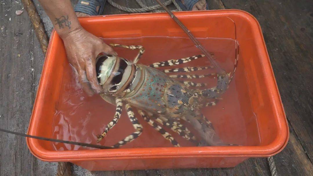 七斤八两的龙港"虾王"卖出去了!炎亭老板出价._龙虾