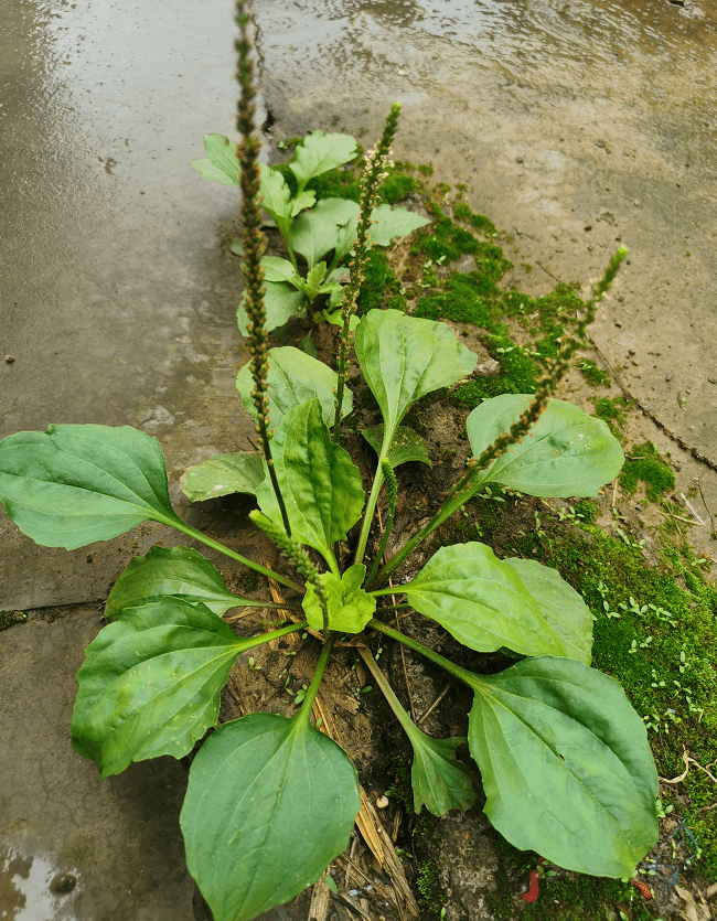 长于战车前它被命名为车前草