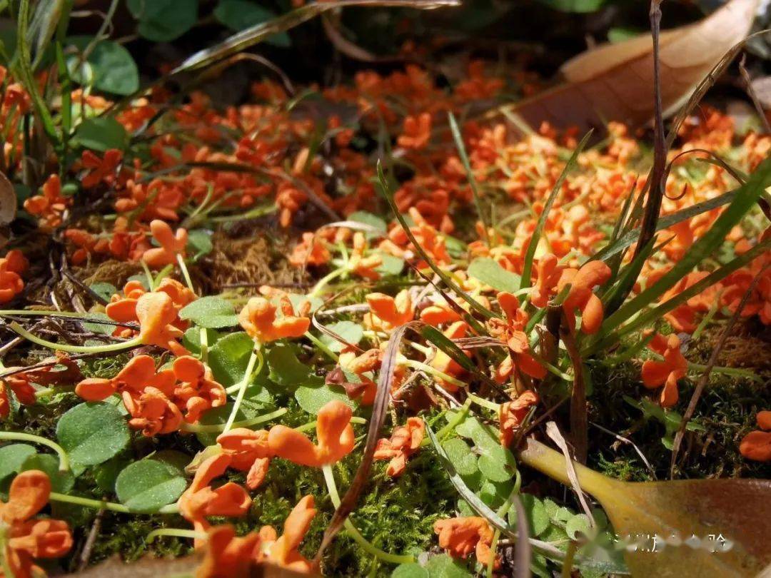 秋起處,踏花歸來馬蹄香