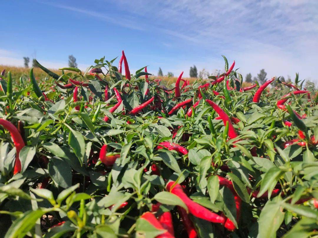 乌拉特前旗大佘太镇:"红"辣椒 大丰收_种植