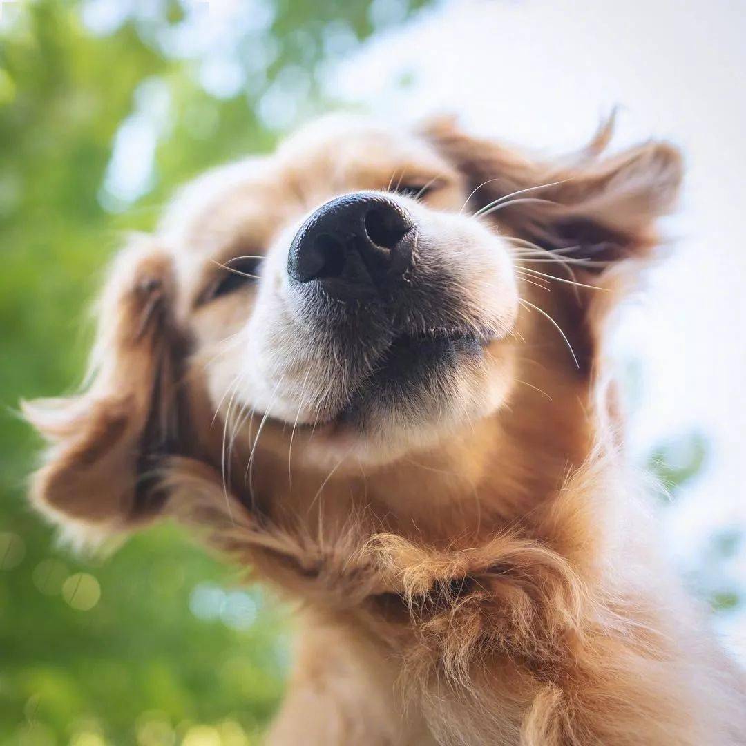 超级爱笑的金毛,每天都要开开心心呀!