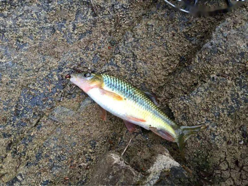 爽钓野生小石斑鱼,身上很清晰的几道花纹,喜欢生活在石头边