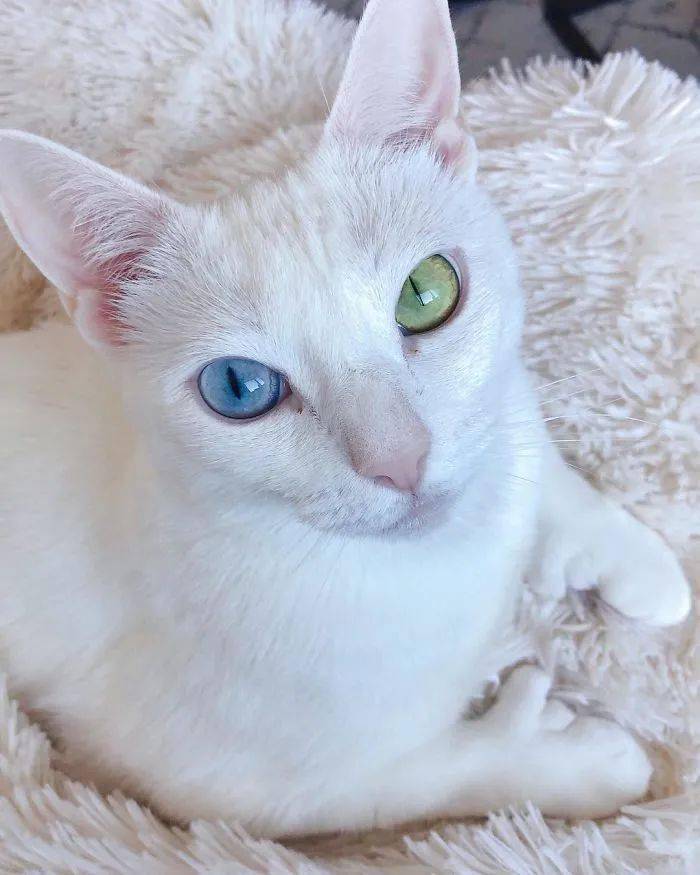 一只被遗弃的残疾双色瞳孔猫被新主人收养后摇身一变成网红