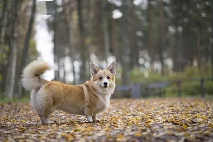 原来没有断尾的柯基这么漂亮萌萌哒