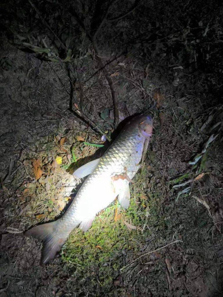 这条青鱼不小,把我累坏了,妥妥的往20斤去的样子,之后又钓了一会,一口