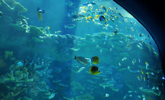 可以无限畅游海底世界,感受那蓝色的梦幻……说到海洋馆,深圳欢乐海