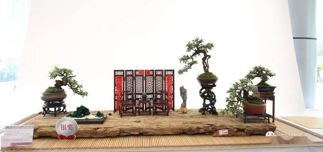 品鉴有生活品味的小品组合佳作《默缘》_盆景